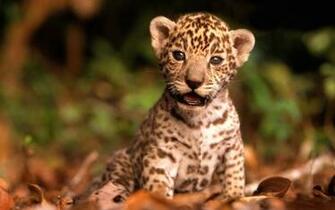 Wild Animals Pictures Tiger Background HD Wallpaper