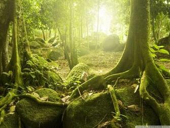 Tree Root Wallpaper X Net
