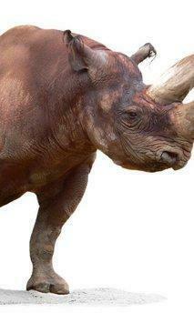 Mix Of Animals Wallpaper Apk