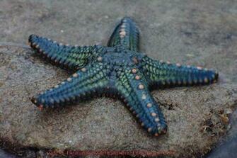 Beautiful Wallpaper Star Fish