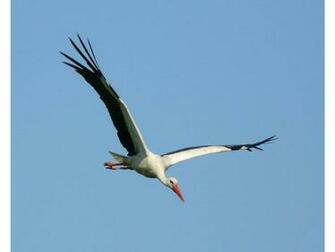 HD Wallpaper Desktop Stork