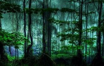 Wallpaper Forest Tropics Jungle Haze Selva Image For Desktop