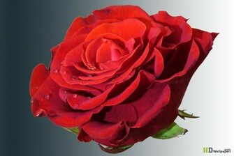 Fresh Red Roses Wallpaper HD