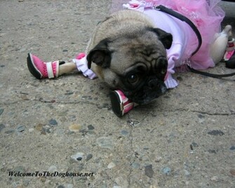 Black Pug Wallpaper