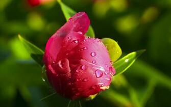 Mayflower God Peony Desktop Wallpaper Flower