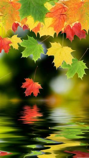 Autumn Maple Leafs iPhone Plus HD Wallpaper Ipod