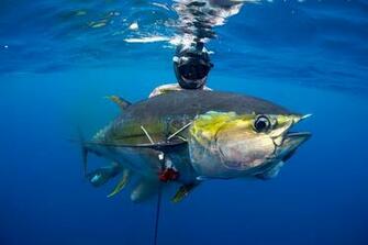 Spearfishing Panama Info Spearfishingpanama