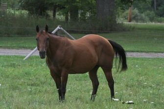 Quarter Horse Mare Wallpaper