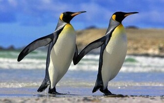 Wallpaper U Cute Beautiful Penguin HD