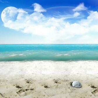 Beach Shells Landscape