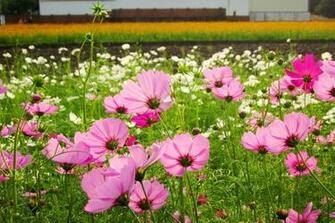 Pink Cosmos Wallpaper