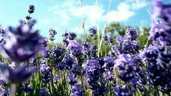 Provence Wallpaper