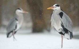 Heron Bird Archives HDwallsource
