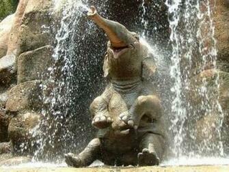 Cute Elephant Pictures HD Wallpaper In Animals Imageci