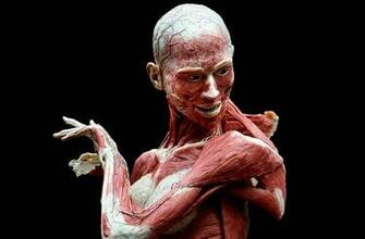 Anatomy Computer Wallpaper Desktop Background Id