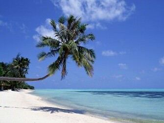 It Now Related Wallpaper Nature Ocean Beach Palm Tree This