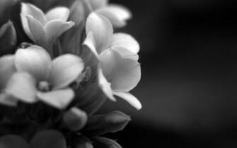 Dream Wallpaper Elegant