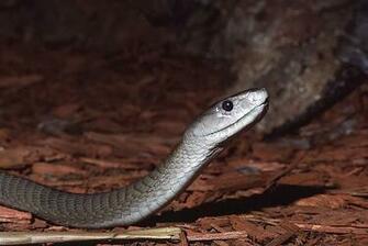 Black Mamba Snake Wallpaper All About World Tattoo