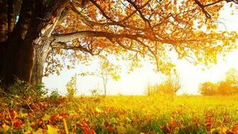 Tree Background Image