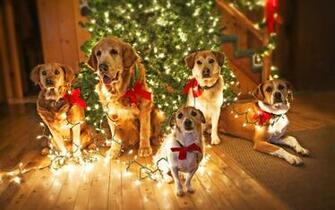 Cute Dogs Christmas Eve Computer Desktop Wallpaper