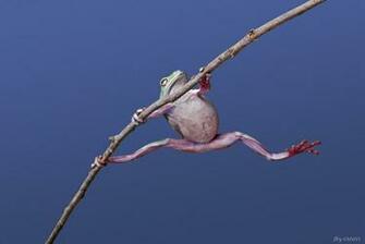 Pole Vault By Biawak