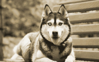 Husky Wallpaper Full HD Pictures