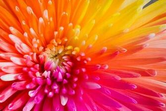 HD Wallpaper 4k Colourful Flowers