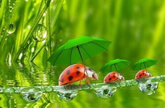 Image Funny Ladybugs Insects Drops Three Umbrella Animal