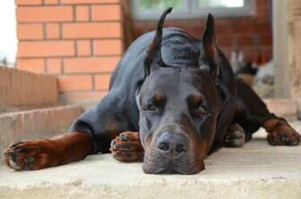 Doberman Pinscher Wide Wallpaper Dogbreedswallpaper