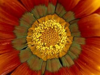 Plant Pattern Photos Gallery Wallpaper National Geographic