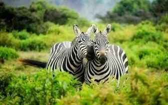 Couple Zebras Cute Animals Wallpaper And Stock Photos