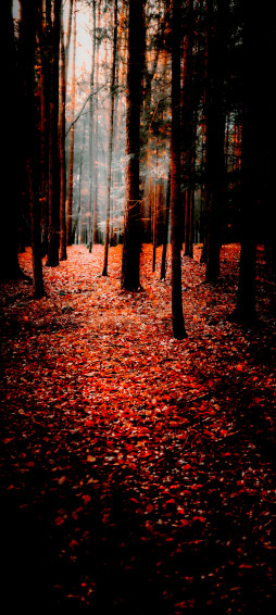 Wallpaper Nature Autumn Search Engine Optimization Smartphone