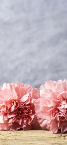 Pink Carnation Flowers Water Droplets iPhone Pro Xs