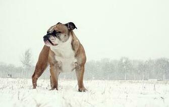 English Bulldog Motorola Wallpaper Background Theme Apps Games