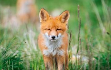 Wallpaper Greens Animals Summer Grass Face Nature Background