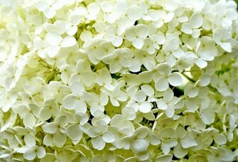 Bigstock Background Of White Hydrangea Jpg