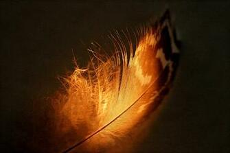 Feather HD Wallpaper Background Image Id