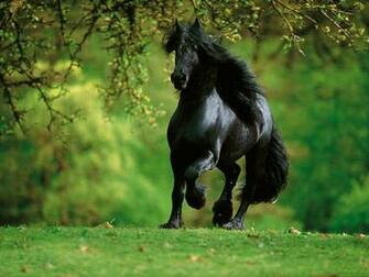 Arabian Horse Background Wallpapercraft