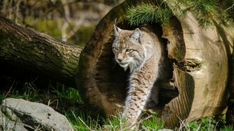 Wild Cats The Lynx HD Wallpaper 4k