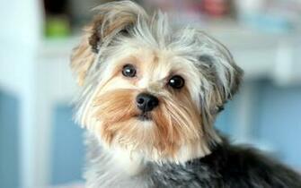 Dog Yorkshire Terrier Wallpaper And Image Pictures