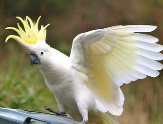 Flying Exotic Birds Of Paradise Pictures