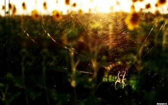 Best Animals Nature HD Wallpaper Photogallery