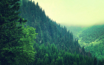 Forest Green Wallpaper
