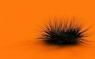 Orange Black Feathers Form Stock Photos Image HD