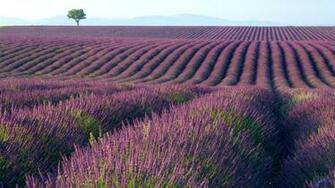 Wallpaper Lavender Fields X Desktop