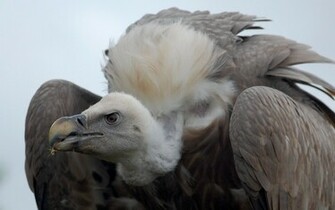 Vulture Wallpaper