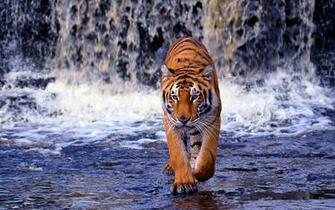 Tiger Walking Through Water HD Animals Wallpaper