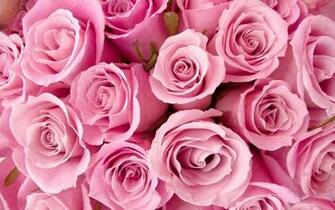 Pink Roses Wallpaper HD Pixel Nature