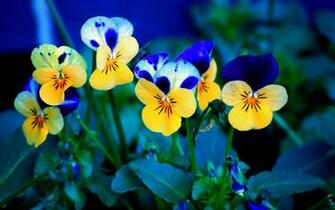 Violets Wallpaper