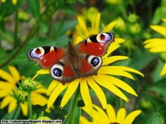 Beautiful Butterfly Desktop Terbaru2015 Net